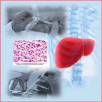 Гепатопротекторные свойства метаболита Стелланина