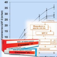 Противовоспалительные свойства Стелланина