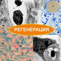 Регенеративная активность Стелланина